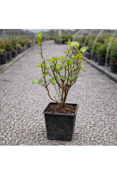 Syringa meyeri Flowerfesta White